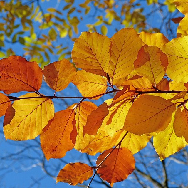 HØSTFEST - med bevertning. Program kommer her senere.